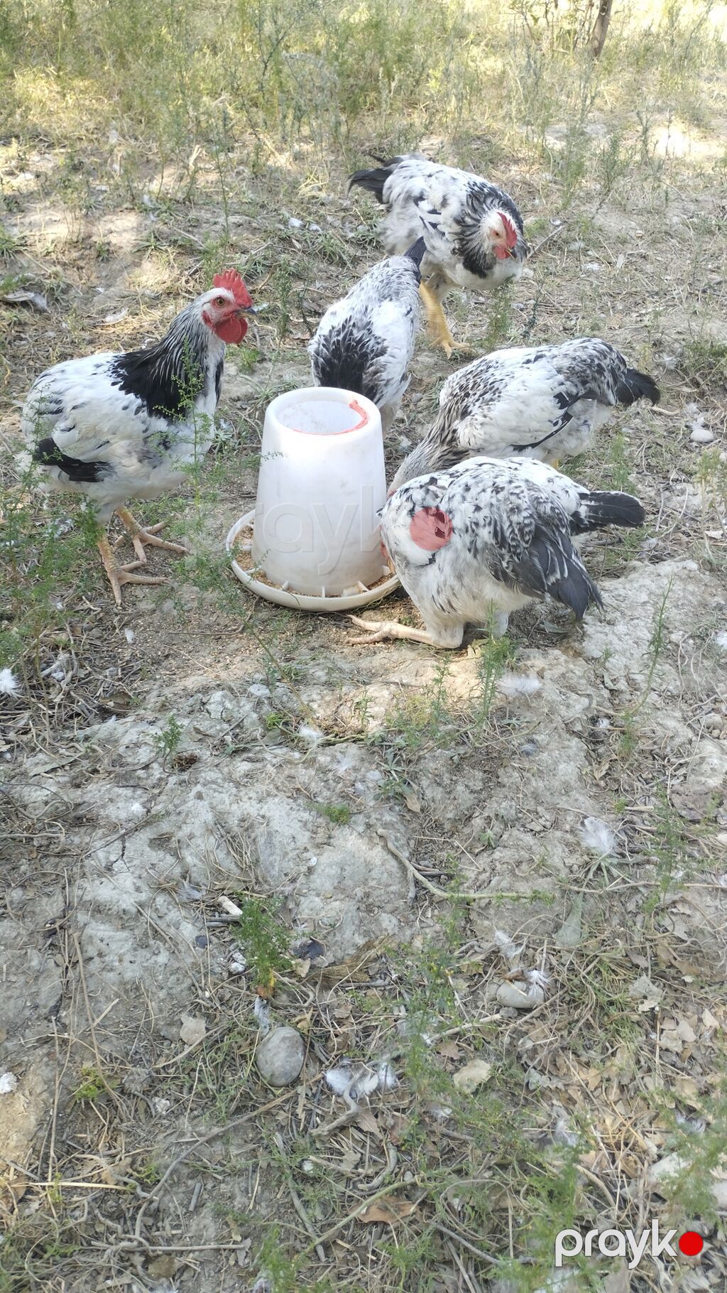 Cins toyuq-ləpə (ağ-qara rəngli) sürüsü - Fotoşəkildəki kimi ağ — Toyuq və xoruz, Mingəçevir (2)