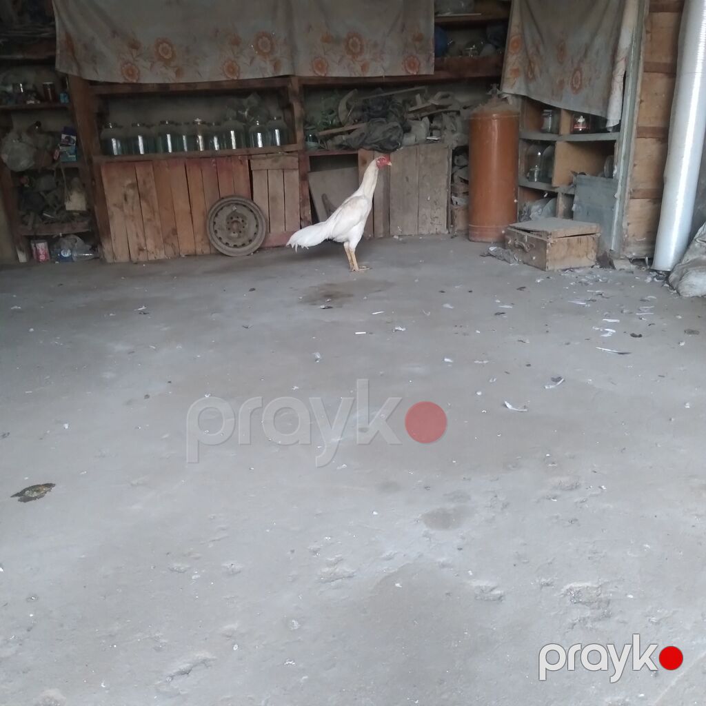 Xoruz, Heyratı, il: 1, Ünvandan götürmə — Toyuq və xoruz, Bakı (2)