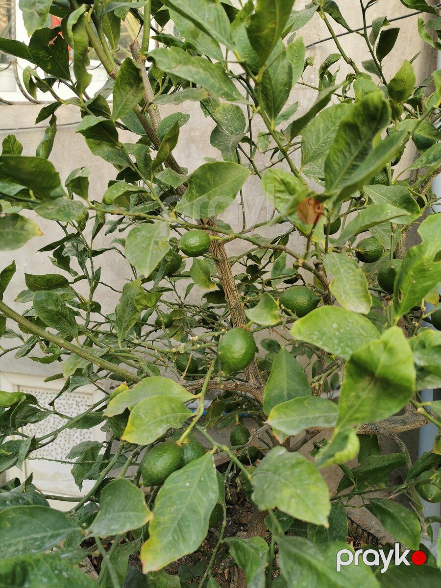 Limon ağacı — Bitkilər, Bakı (4)