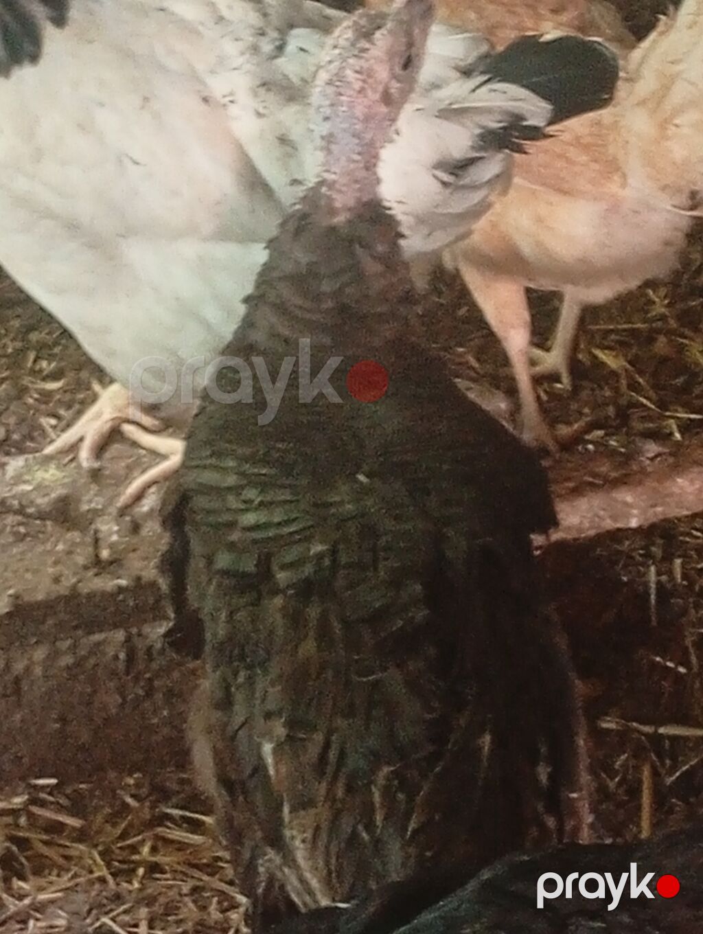 Salam özüm inqubatorda cixardiglarimda var aldığında içində avstrolop — Digərləri, Bakı (7)