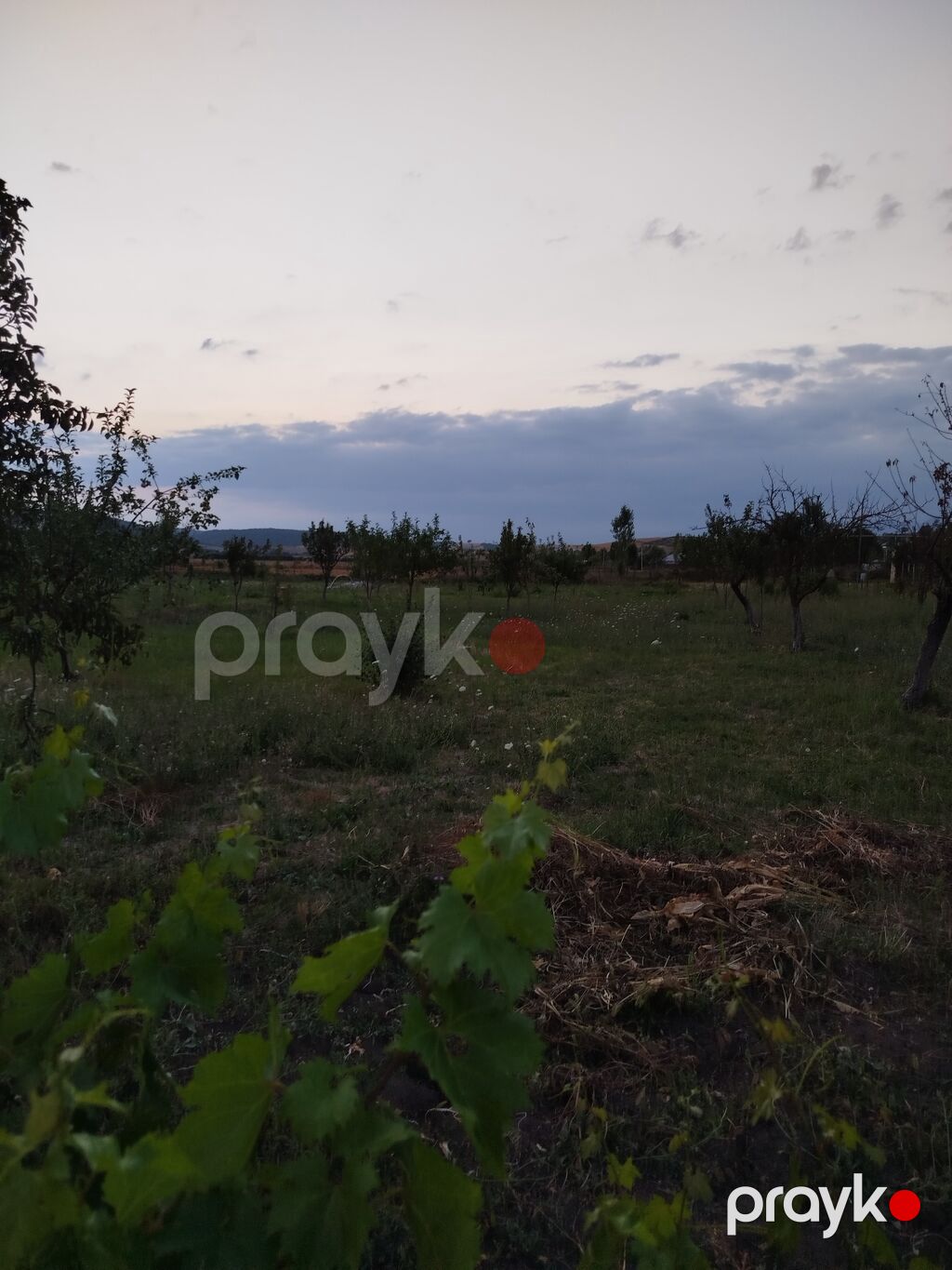 25 sot, Tikinti, Mülkiyyətçi, Kupça (Çıxarış) — Torpaq, İsmayıllı (5)