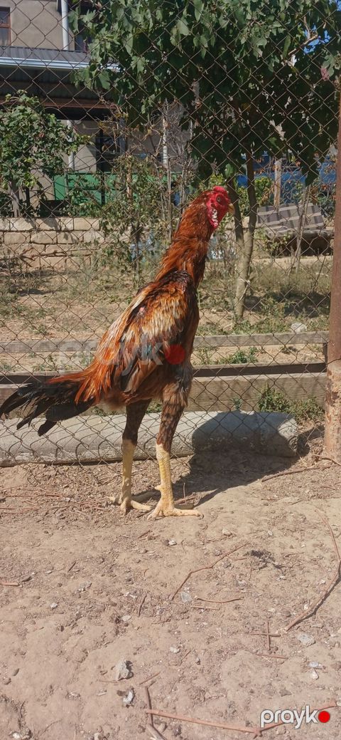 Toyuq, Damazlıq, Ünvandan götürmə — Mehdiabad
