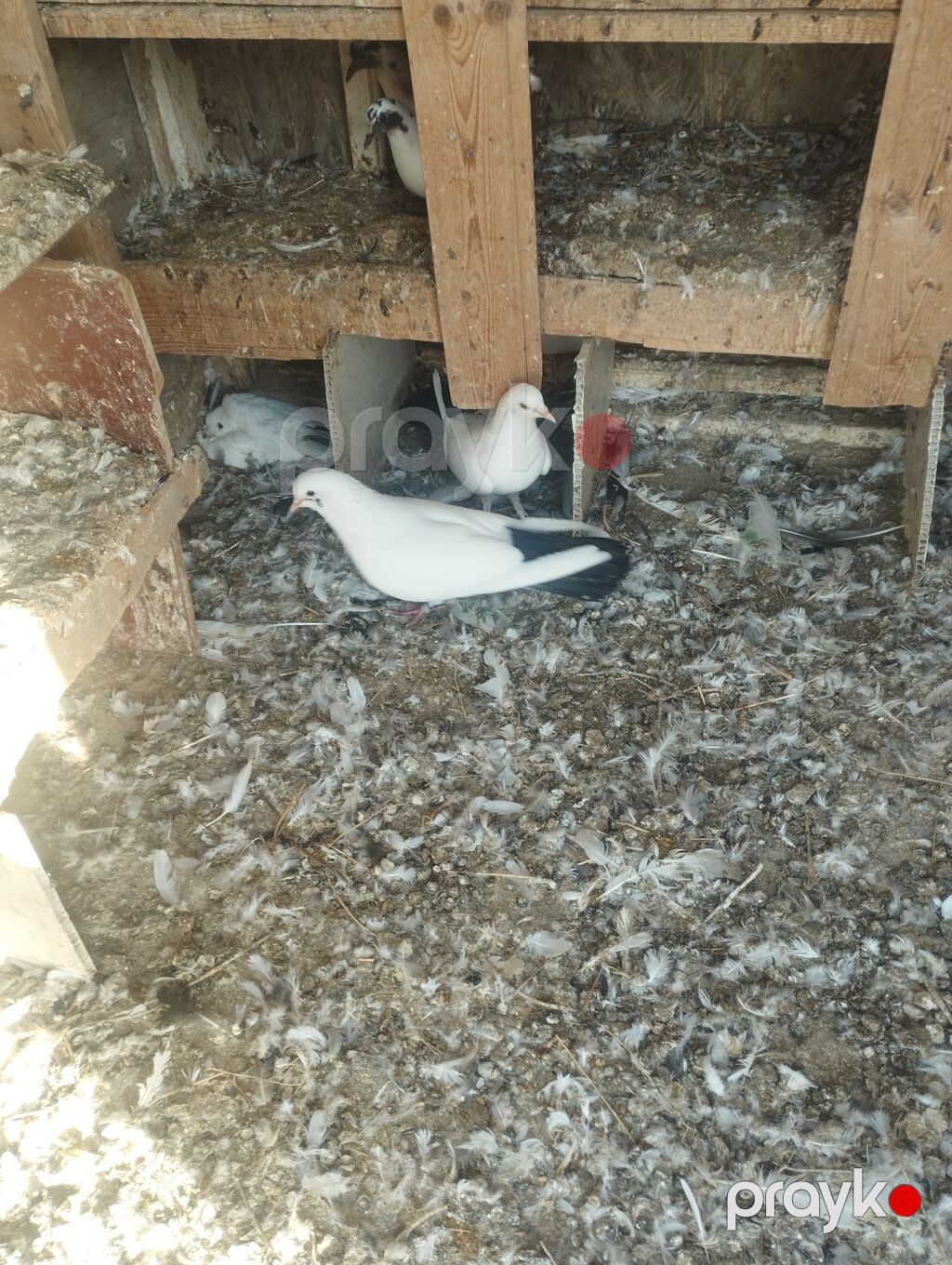 Erkey maya cütdiler qiymət.90m — Göyərçin, Sumqayıt (4)