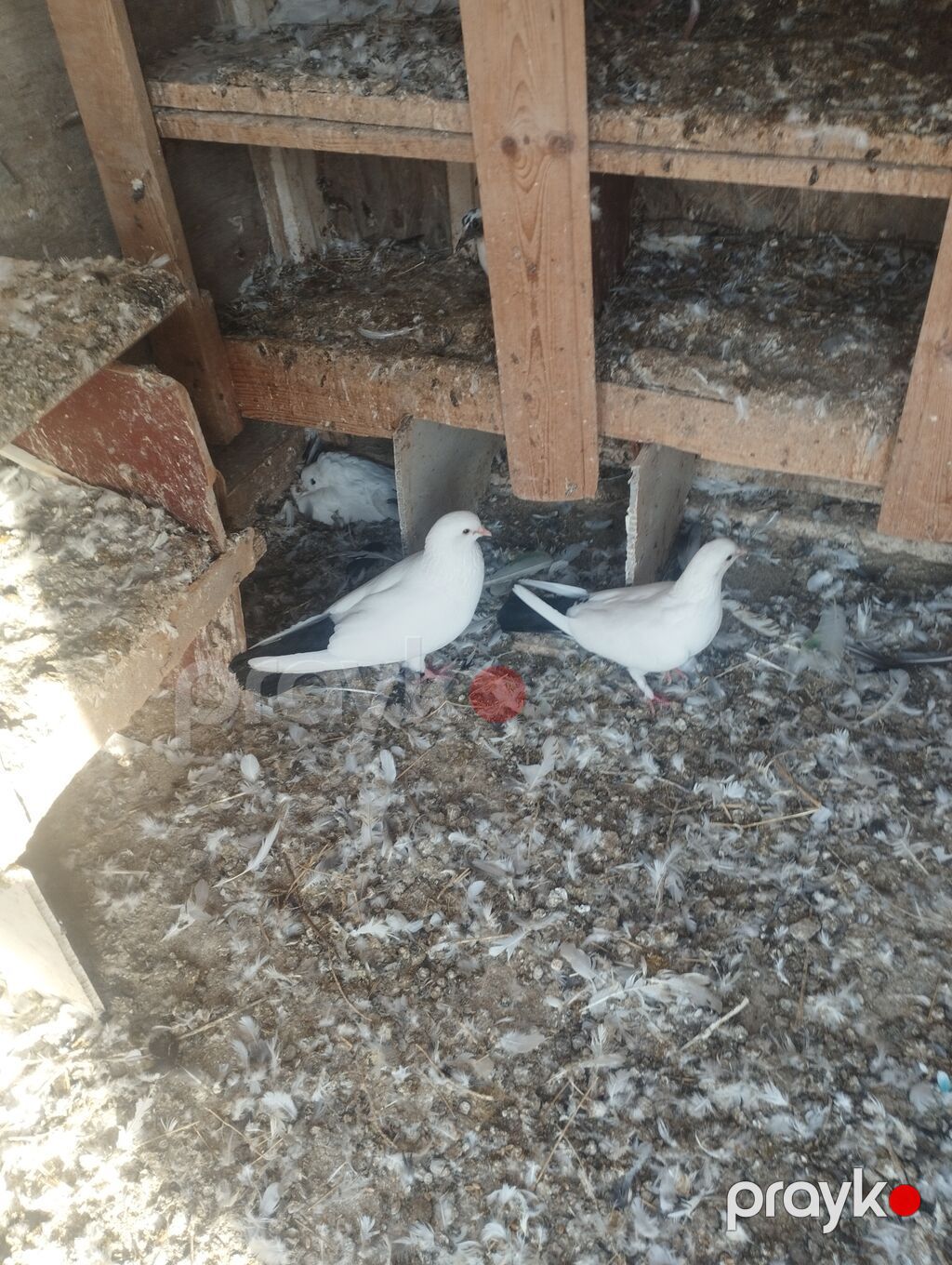 Erkey maya cütdiler qiymət.90m — Göyərçin, Sumqayıt (2)