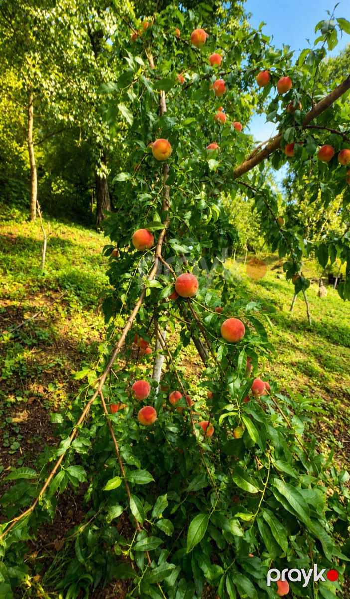 Satılır torpaq 14 sot — Torpaq, Lerik (4)
