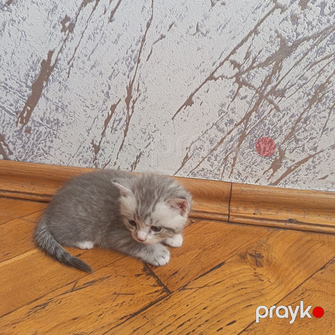 Şinşilla pişiyi — Pişiklər, Bakı (2)