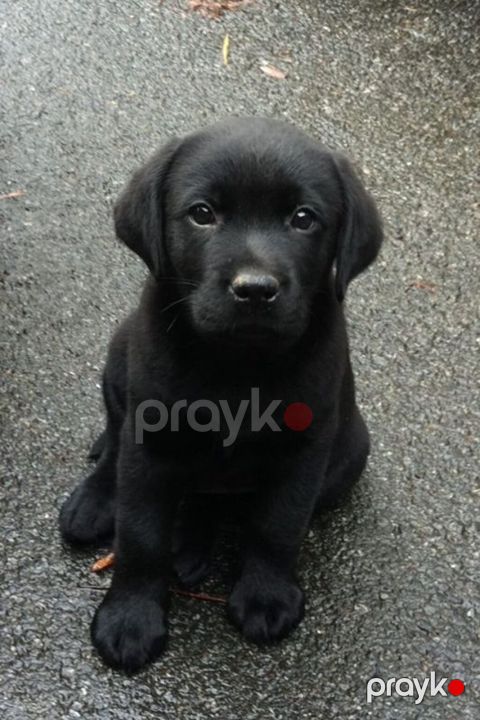 Labrador-retriver, 2 ay, Erkək, Peyvəndli, Ödənişli çatdırılma — Bakı