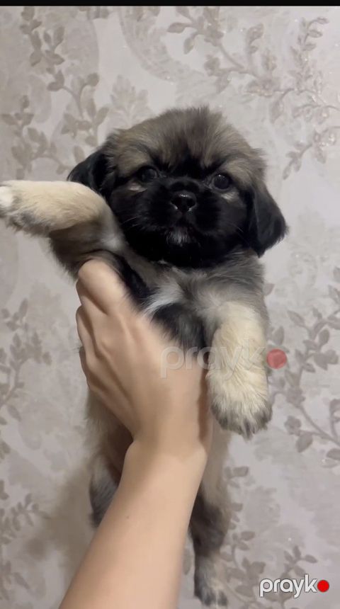 Pekines — Bakı