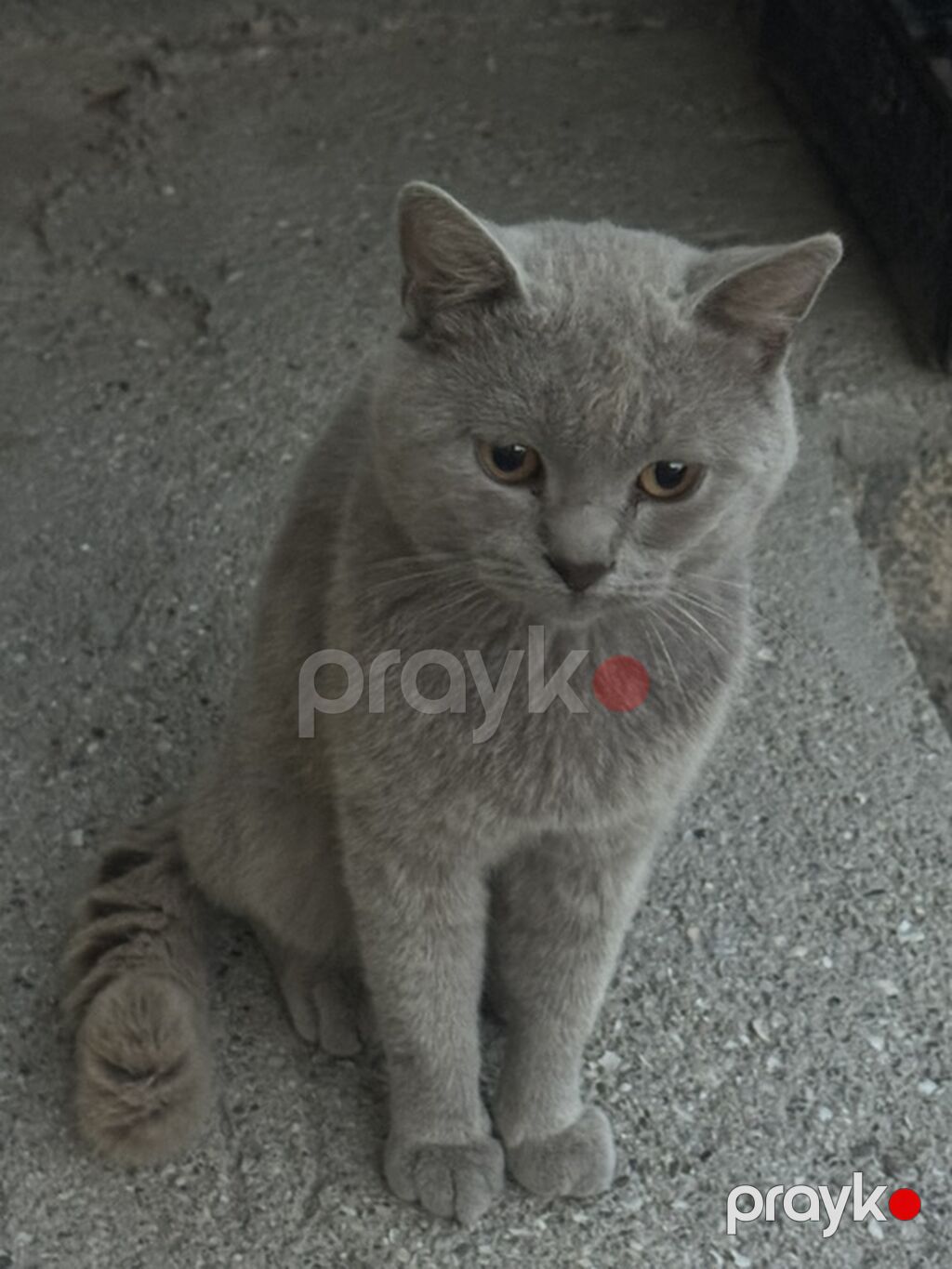 Erkək — Pişiklər, Ceyranbatan (5)