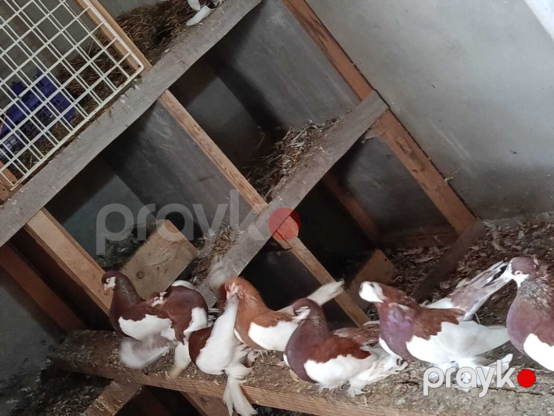 Göyərçinlər — Quşlar, Bakı (2)