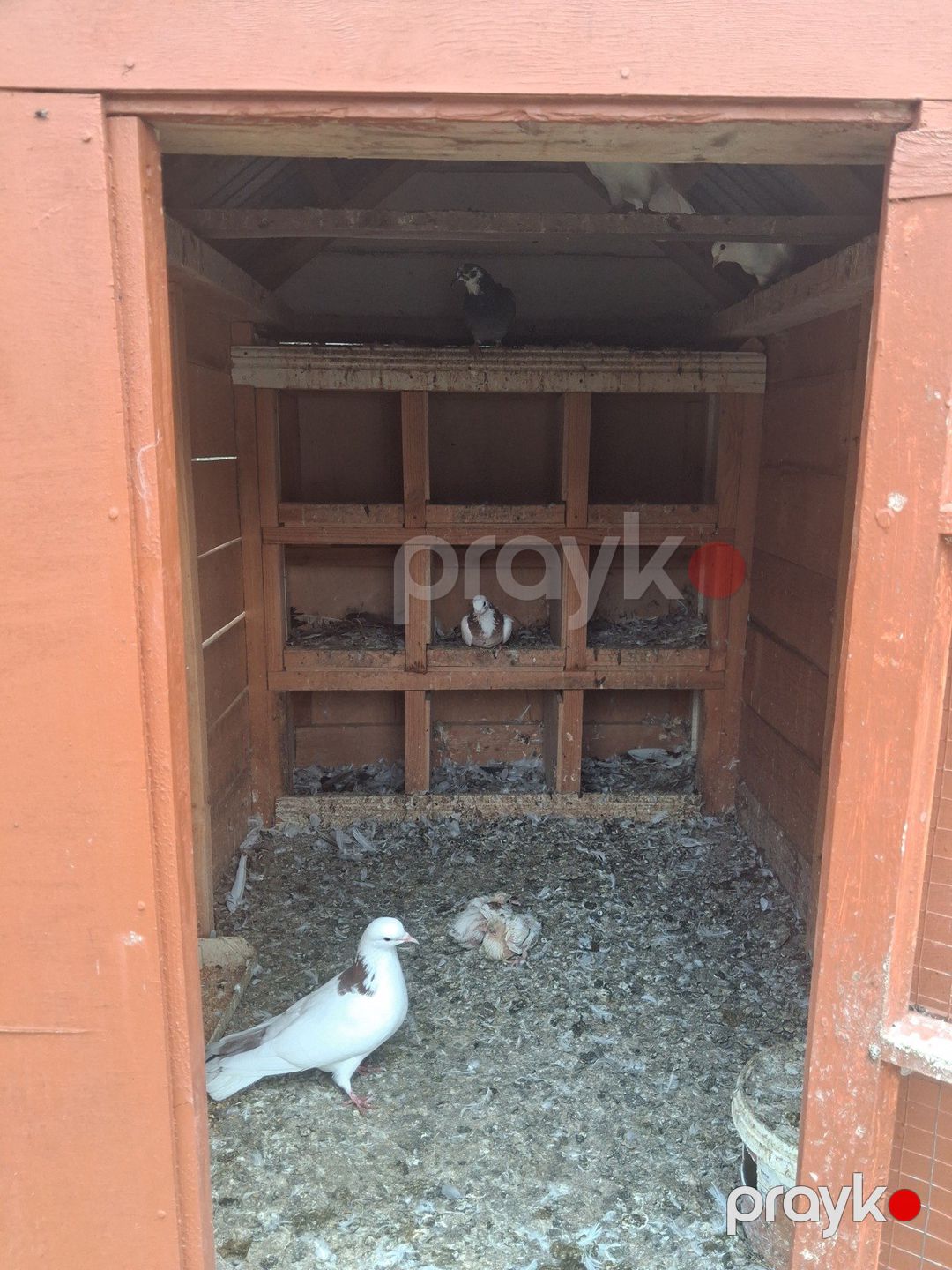 Göyərçinlər — Göyərçin, İsmayıllı (4)