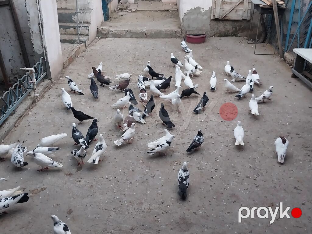 Tek tek 5man ucan guślardi — Göyərçin, Bakı (4)