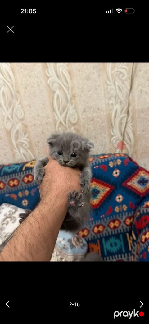 Pişik — Bakı