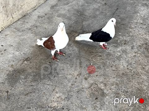 Göyərçinlər — Bakı