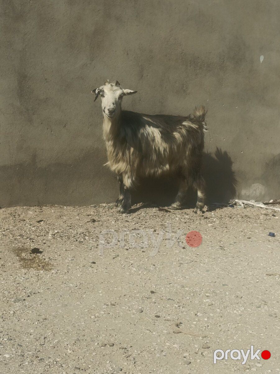 Keçi — Kənd təsərrüfatı heyvanları, Bakı (2)