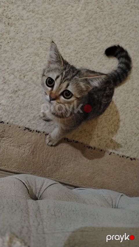 Tabbi, Dişi, Yaxşı əllərə — Sumqayıt
