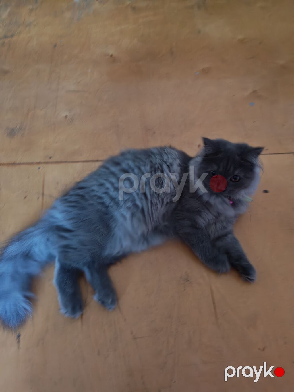 Dişi, Yaxşı əllərə, Ünvandan götürmə — Pişiklər, Bakı (4)