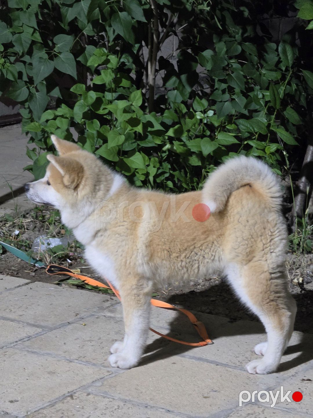 Yapon akita-inu — Köpəklər, Bakı (5)