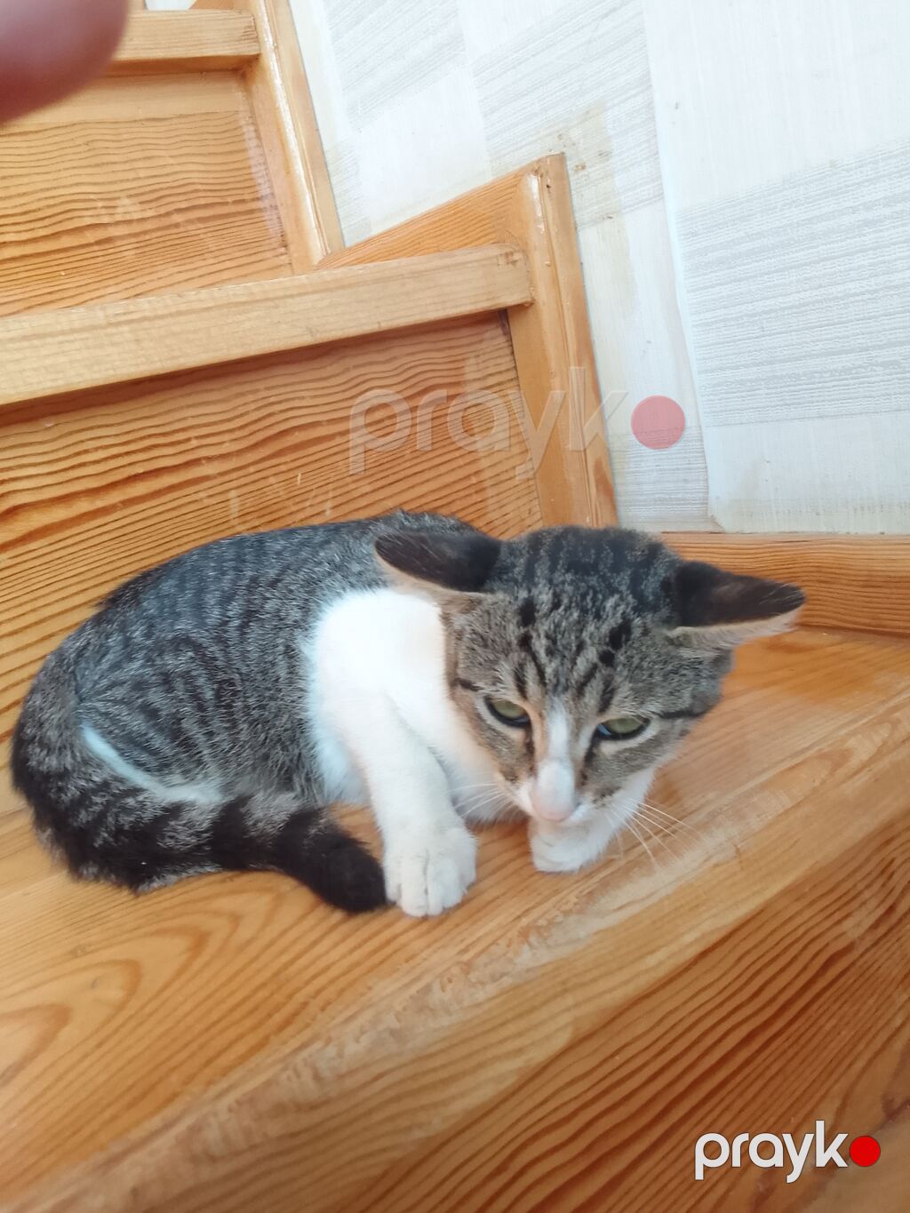 Erkək, Yaxşı əllərə — Pişiklər, Masazır (3)