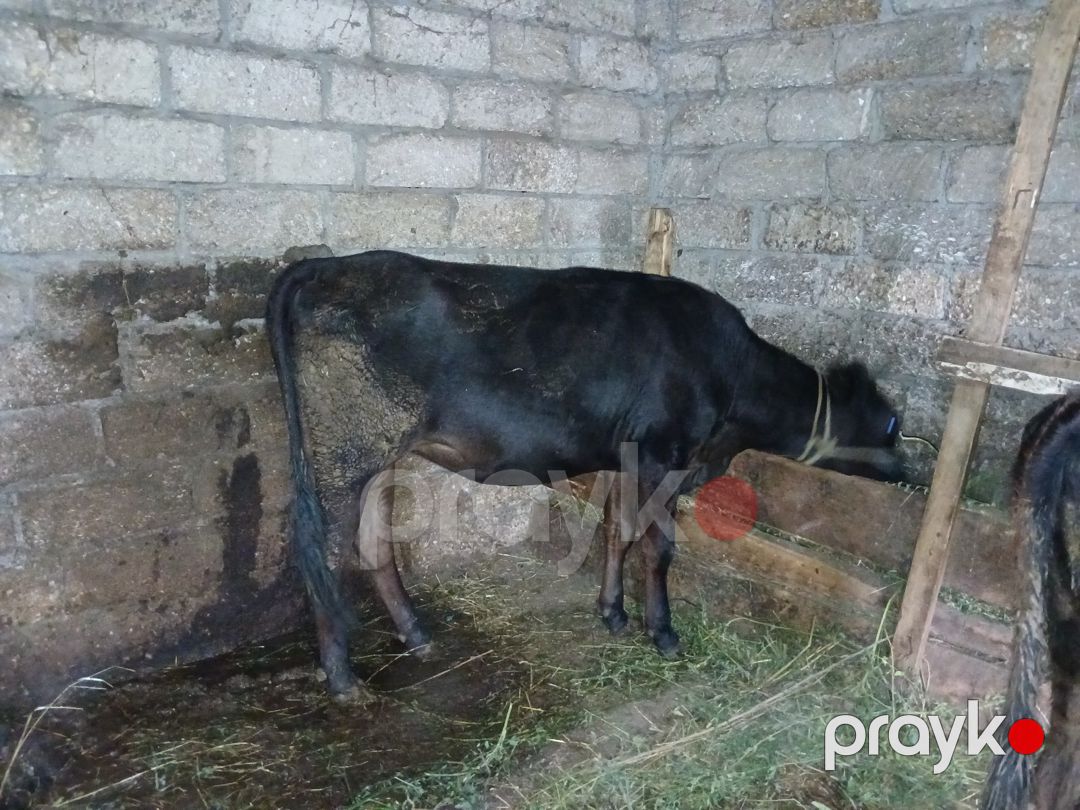 Dana — Kənd təsərrüfatı heyvanları, Xaçmaz (2)
