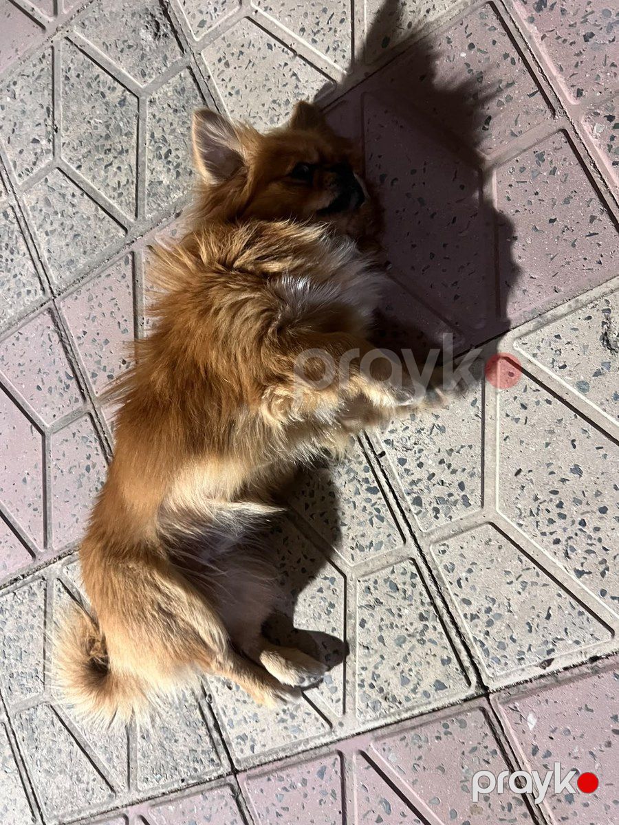 Pekines — Köpəklər, Bakı (2)