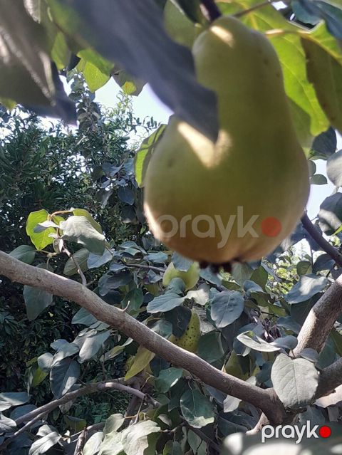 Salam her ikisi yetişib her ikisinin kilosu iki manatdandir — Sabirabad