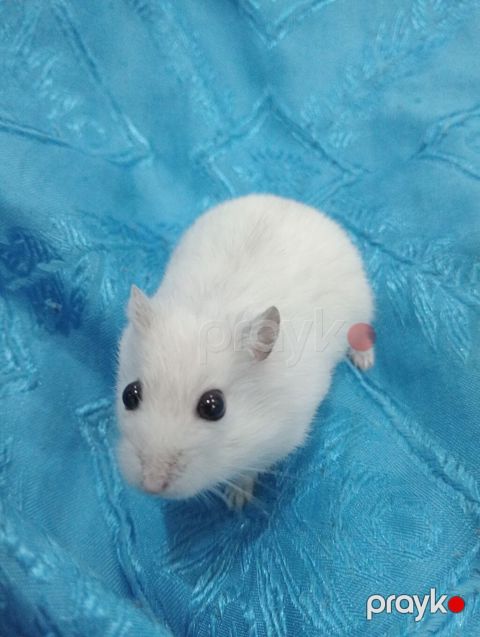 Cırtdan hamsterlər və tam dəst qəfəs Məhsul təsviri: - Növ: cırtdan — Bakı