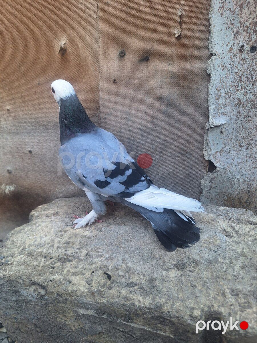 Göyərçin — Quşlar, Ağsu (2)