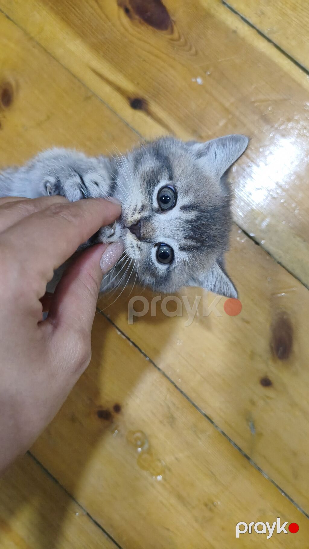 Şinşilla, Erkək, Yaxşı əllərə, Ödənişli çatdırılma — Pişiklər, Xırdalan (6)