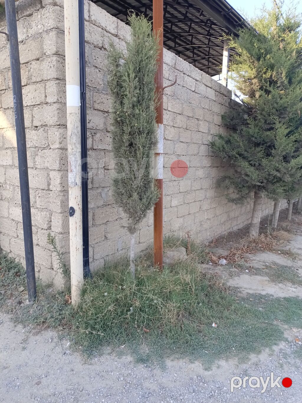 Salam cavan yolka agajdaridi bir 50 manatdan kim istese elaqe saxlaya — Ağaclar və fidan, Bakı (6)