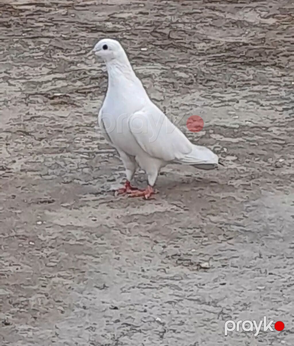 2 tuk qara quyrug erkey 14 tuk — Göyərçin, Bakı (4)