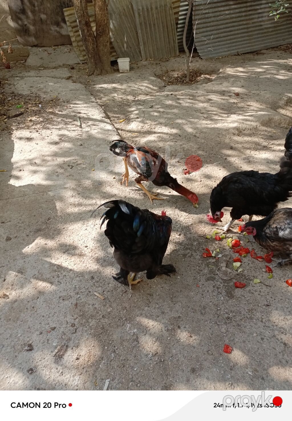Toyuq, Damazlıq — Toyuq və xoruz, Bakı (3)
