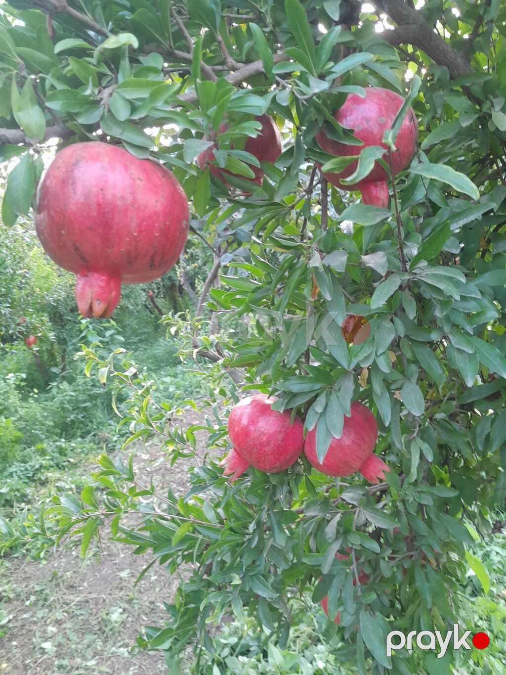 Salam her ikisi yetişib her ikisinin kilosu iki manatdandir — Qida məhsulları, Sabirabad (5)