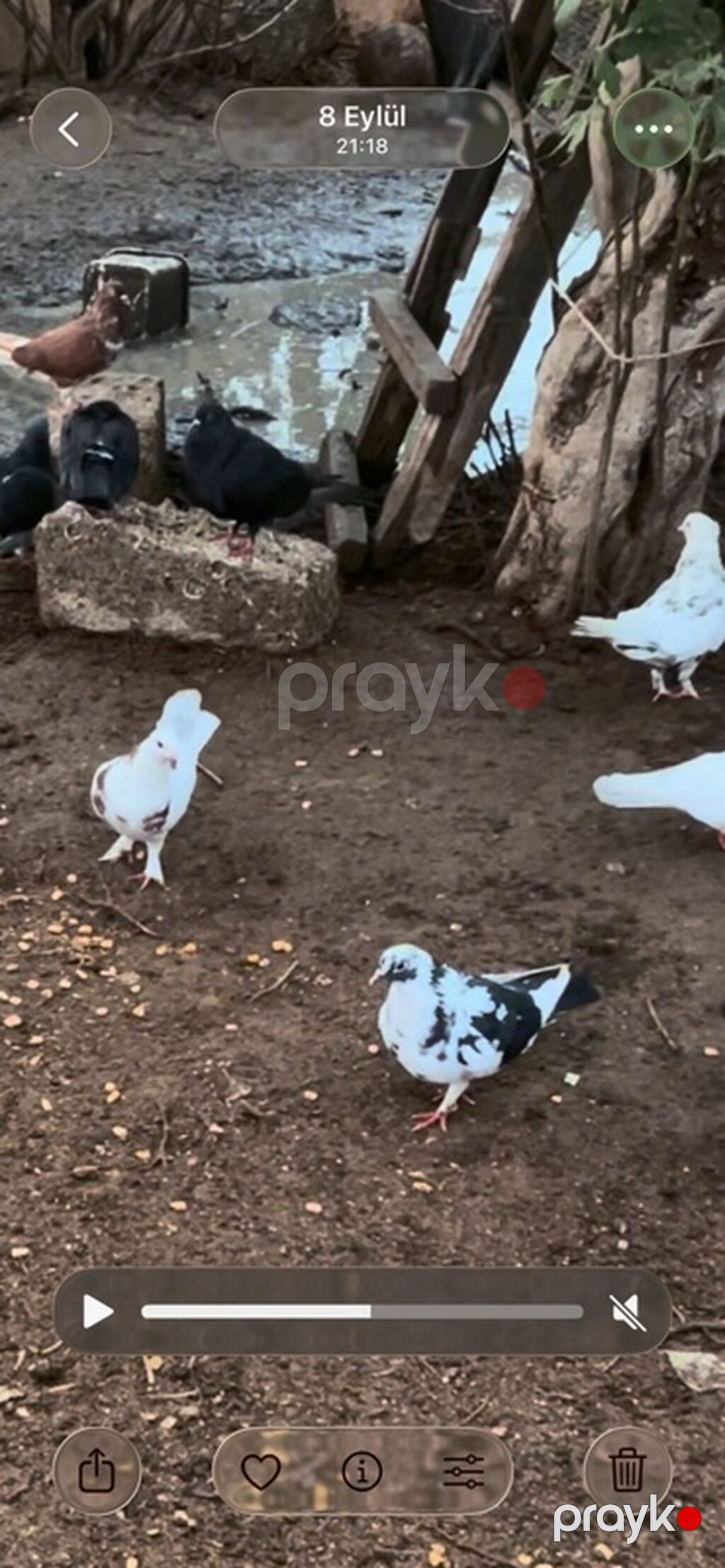 Məhsul: Ev göyərçinləri (bir neçə fərqli rəngdə) Təsvir: - Şəkillərdə — Göyərçin, Digah (3)