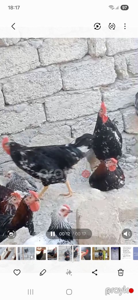 Toyuq, Damazlıq — Bakı