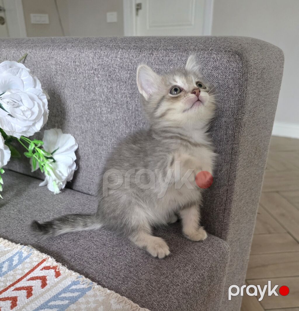 Britan, Erkək, Dişi — Pişiklər, Bakı (5)