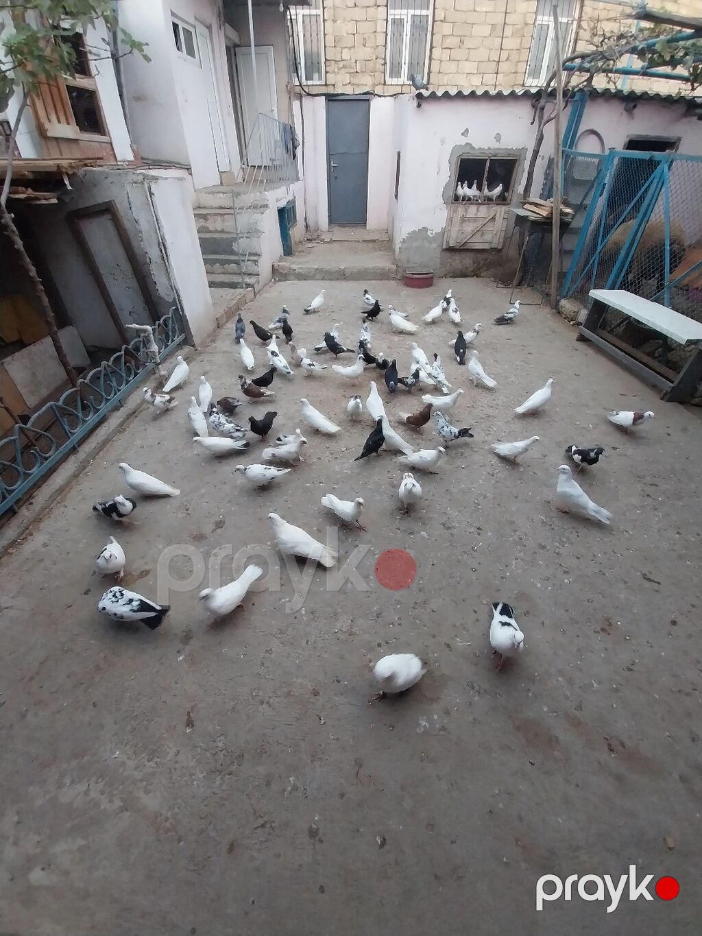Tek tek 5man ucan guślardi — Göyərçin, Bakı (3)