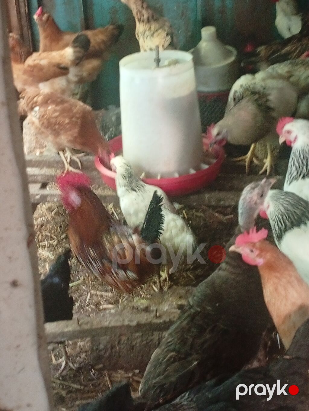 Salam özüm inqubatorda cixardiglarimda var aldığında içində avstrolop — Digərləri, Bakı (9)