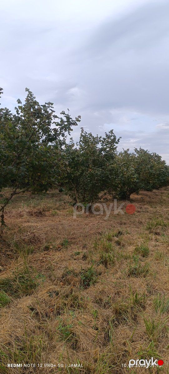 35 sot torpaq sahəsi, Xaçmaz r — Torpaq, Xaçmaz (6)
