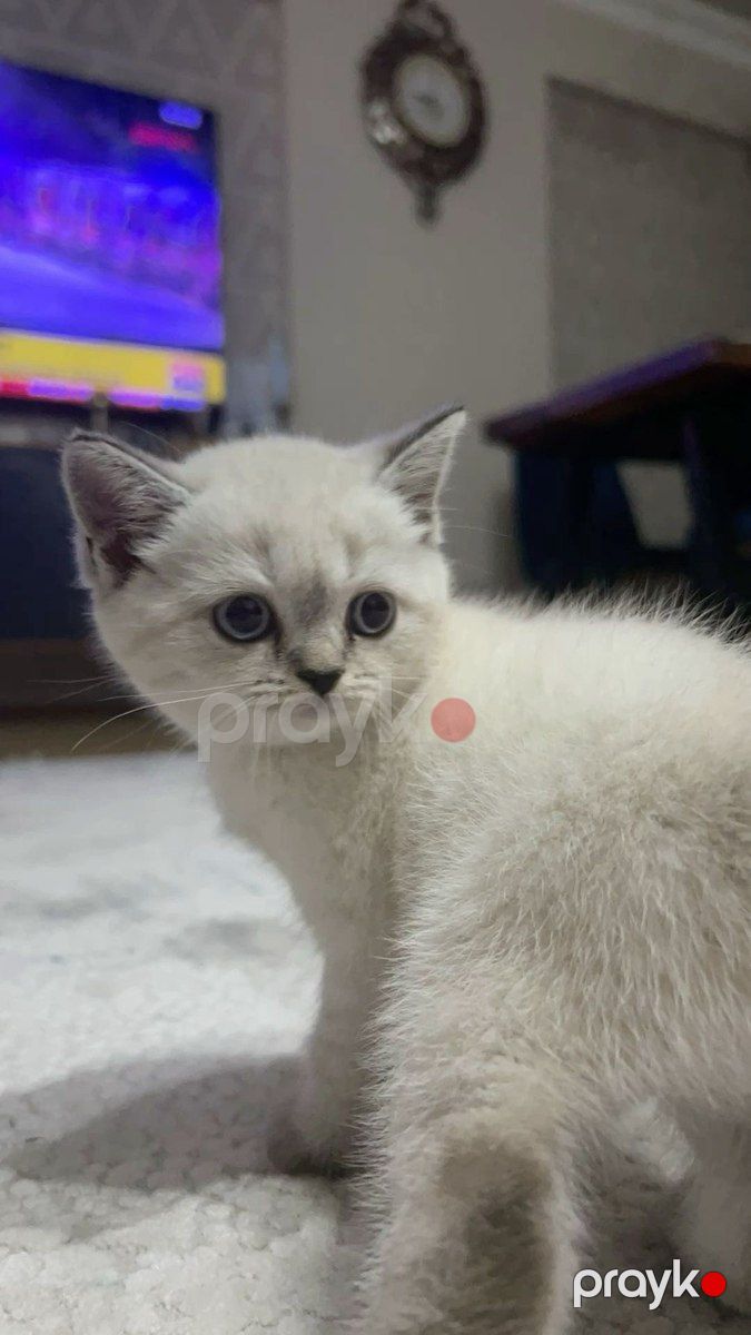 Şinşilla pişik — Pişiklər, Bakı (3)