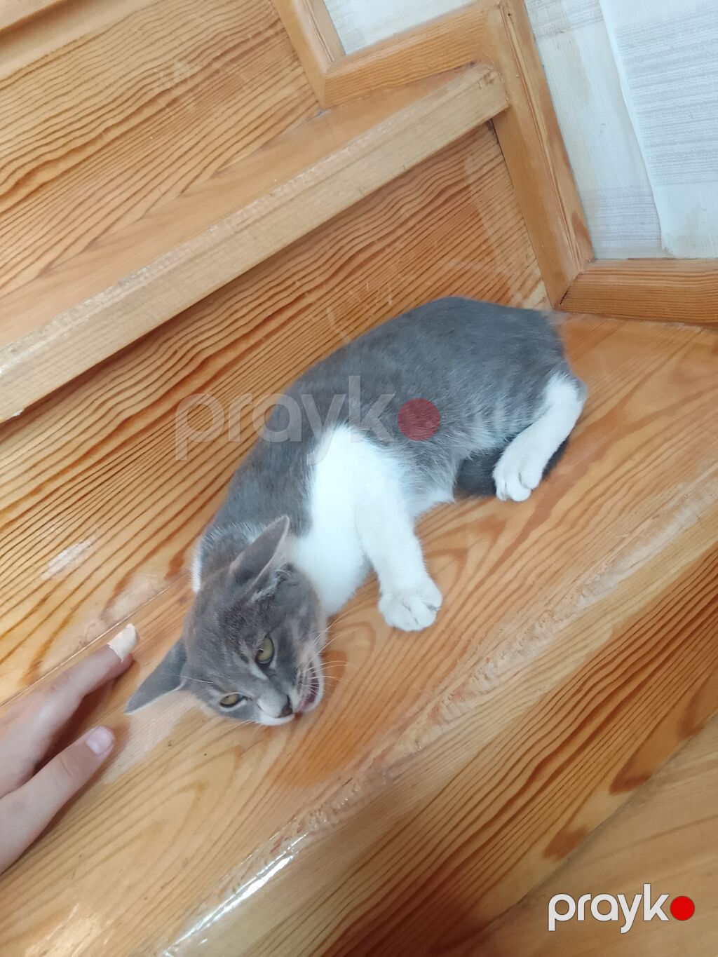 Erkək, Yaxşı əllərə — Pişiklər, Masazır (4)