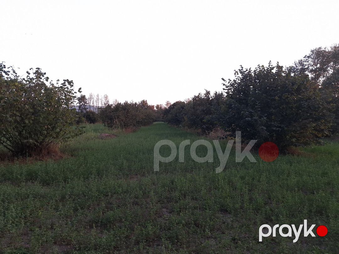 Satılır torpaq 1.8 sot — Torpaq, Oğuz (9)