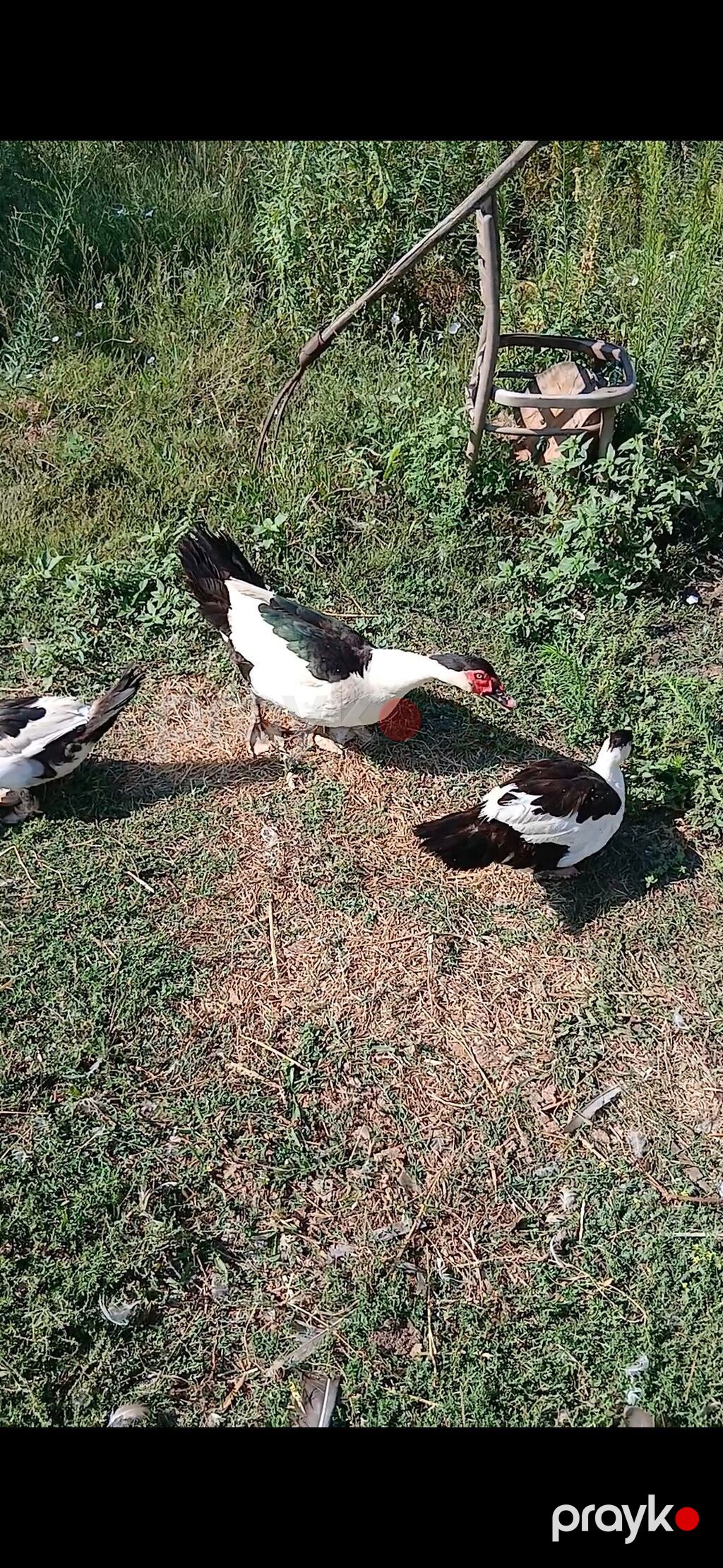 1 erkey 2 disi Temiz qan Standartlari yerinde olan black HaTlar satlir — Digərləri, Sumqayıt (2)