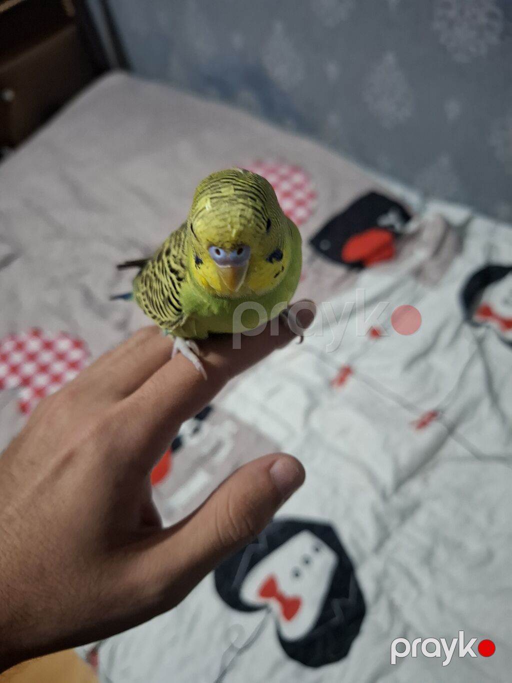 1 cüt mehebbet quşu qefesi ve aksesuarları ile birlikde alıcıya cüzi — Tutyun papağayı, Bakı (3)