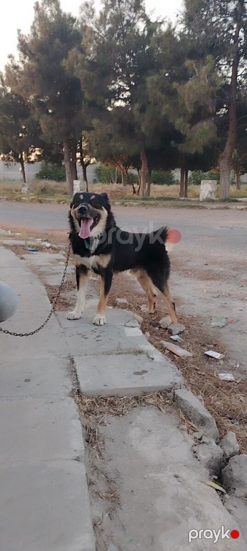 Çoban iti — Bakı