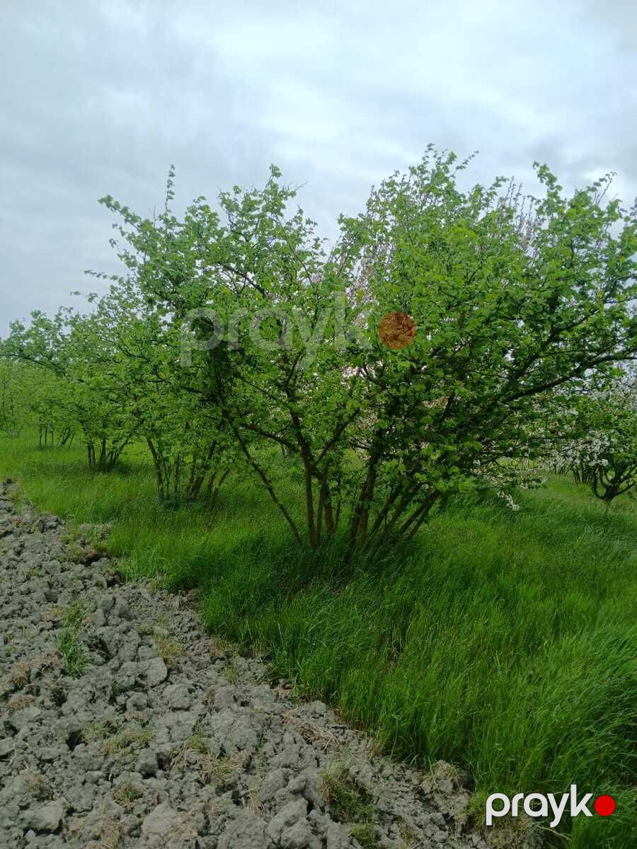 125 sot torpaq sahəsi, Xaçmaz r — Torpaq, Xaçmaz (5)