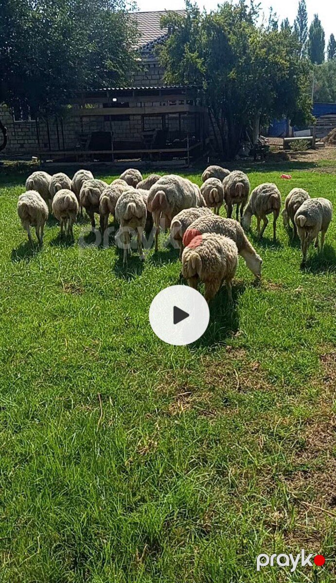 Qoyunlar — Kənd təsərrüfatı heyvanları, Bərdə (7)