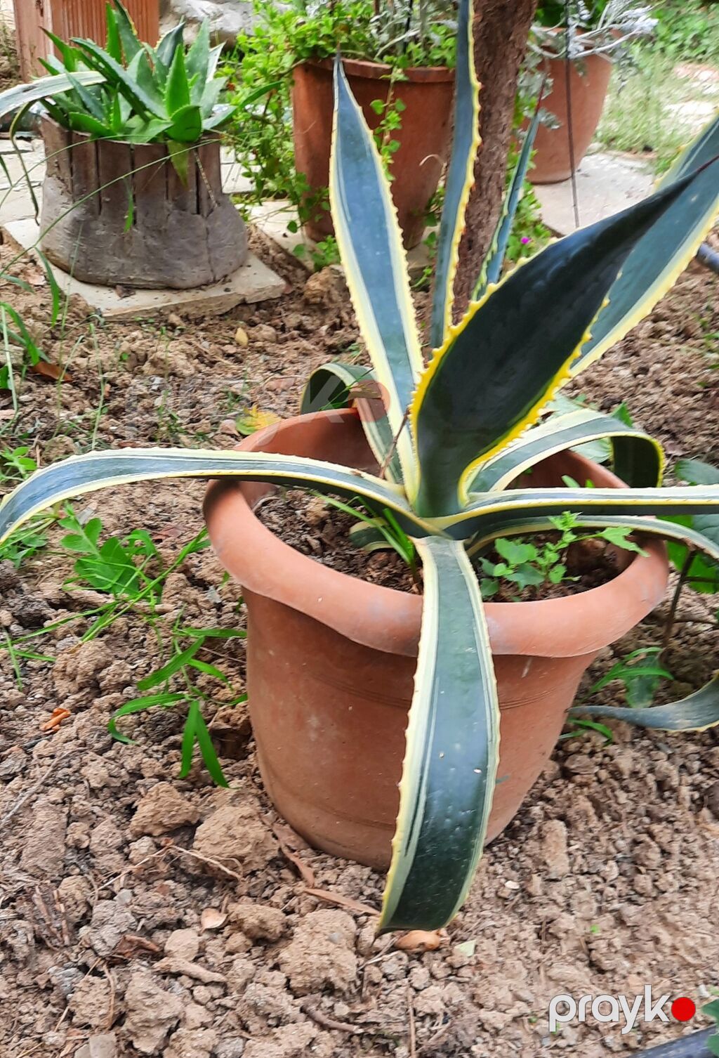 Agave americana ‘Variegata’ – böyük saksıda dekorativ sukkulent — Bitkilər, Xırdalan (2)