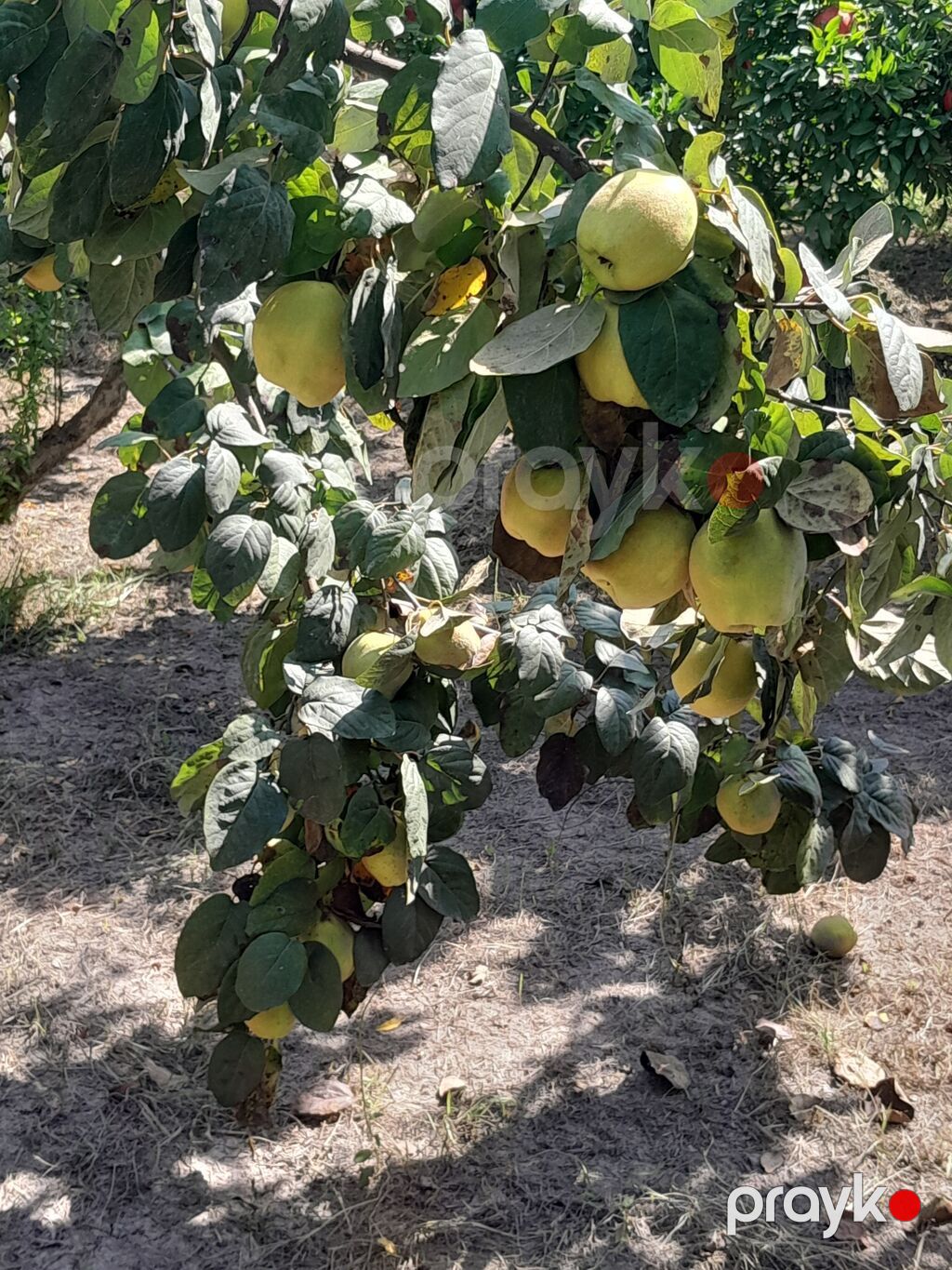 Salam her ikisi yetişib her ikisinin kilosu iki manatdandir — Qida məhsulları, Sabirabad (9)