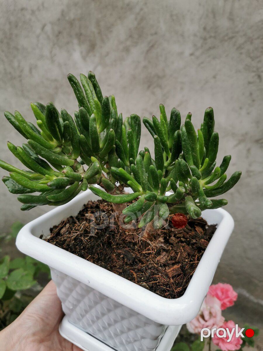 Krassula Hobbit — Bitkilər, Bakı (4)